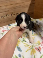 Black female McKenzy , a female Border Collie for sale in Saint Hedwig, TX – 1 of 3