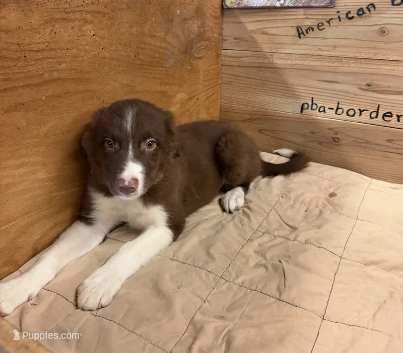 Chocolate male  – Border Collie puppy for sale in Saint Hedwig, TX