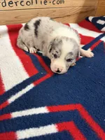 Blue Merle male Star, a male Border Collie for sale in Saint Hedwig, TX – 2 of 2