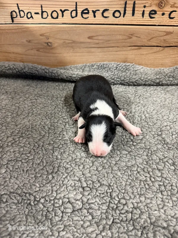 Black and white male Chelsea – Border Collie puppy for sale in Saint Hedwig, TX