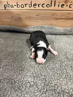 Black and white male Chelsea, a female Border Collie for sale in Saint Hedwig, TX – 1 of 4