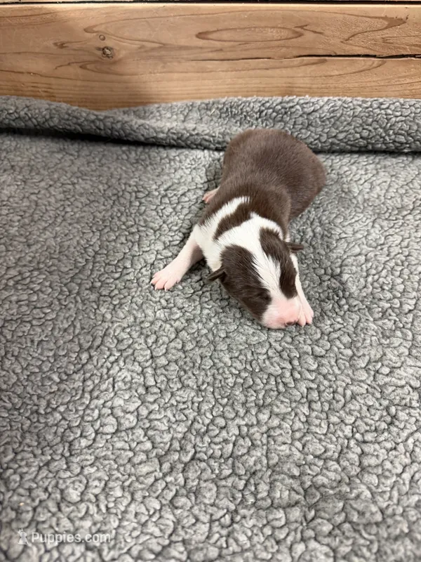 Chocolate and white male McKenzy  – Border Collie puppy for sale in Saint Hedwig, TX