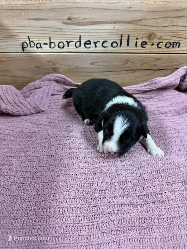 Black and white female Chelsea – Border Collie puppy for sale in Saint Hedwig, TX