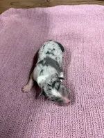 Blue Merle female Star, a female Border Collie for sale in Saint Hedwig, TX – 1 of 2