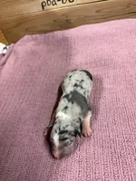 Blue Merle female Star, a female Border Collie for sale in Saint Hedwig, TX – 2 of 2
