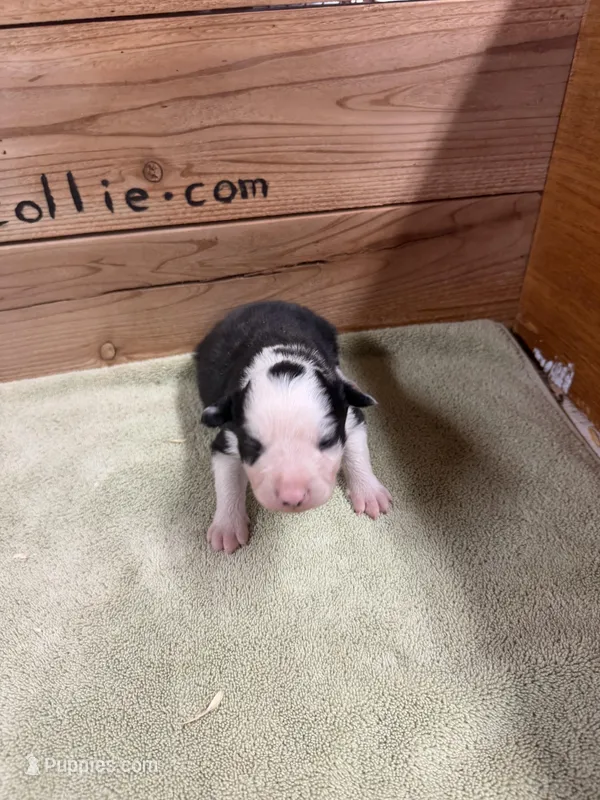 Black and white male Bristol