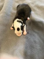 Black and white male Bristol, a male Border Collie for sale in Saint Hedwig, TX – Photo 4 of 4