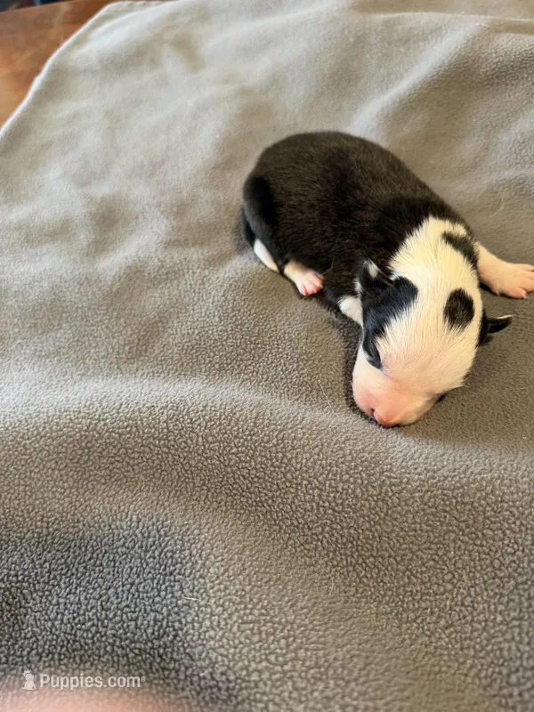 Black and white male Bristol