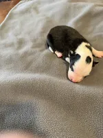 Black and white male Bristol, a male Border Collie for sale in Saint Hedwig, TX – Photo 1 of 4