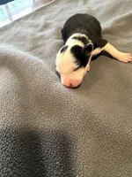 Black and white male Bristol, a male Border Collie for sale in Saint Hedwig, TX – Photo 3 of 4