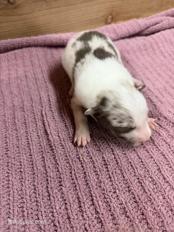 Chocolate Merle female – Border Collie puppy for sale in Saint Hedwig, TX