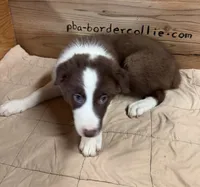 Chocolate and white male Ruby, a male Border Collie for sale in Saint Hedwig, TX – 2 of 4