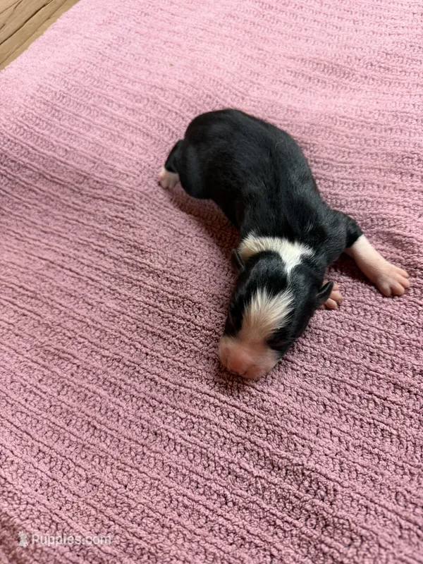 Black and white female Star – Border Collie puppy for sale in Saint Hedwig, TX