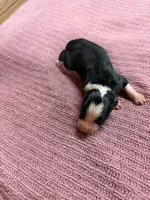 Black and white female Star, a female Border Collie for sale in Saint Hedwig, TX – 1 of 1