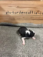 Black and white male Chelsea, a female Border Collie for sale in Saint Hedwig, TX – 4 of 4