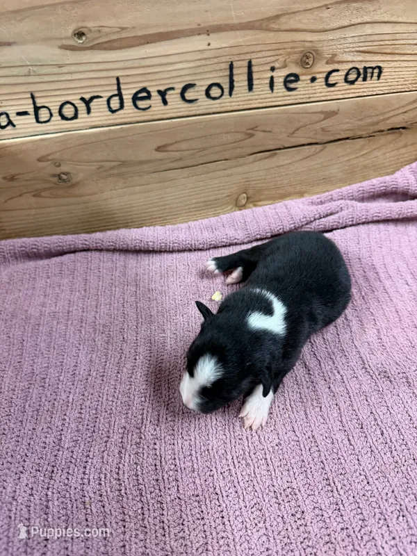 Black & white female Mitzie – Border Collie puppy for sale in Saint Hedwig, TX