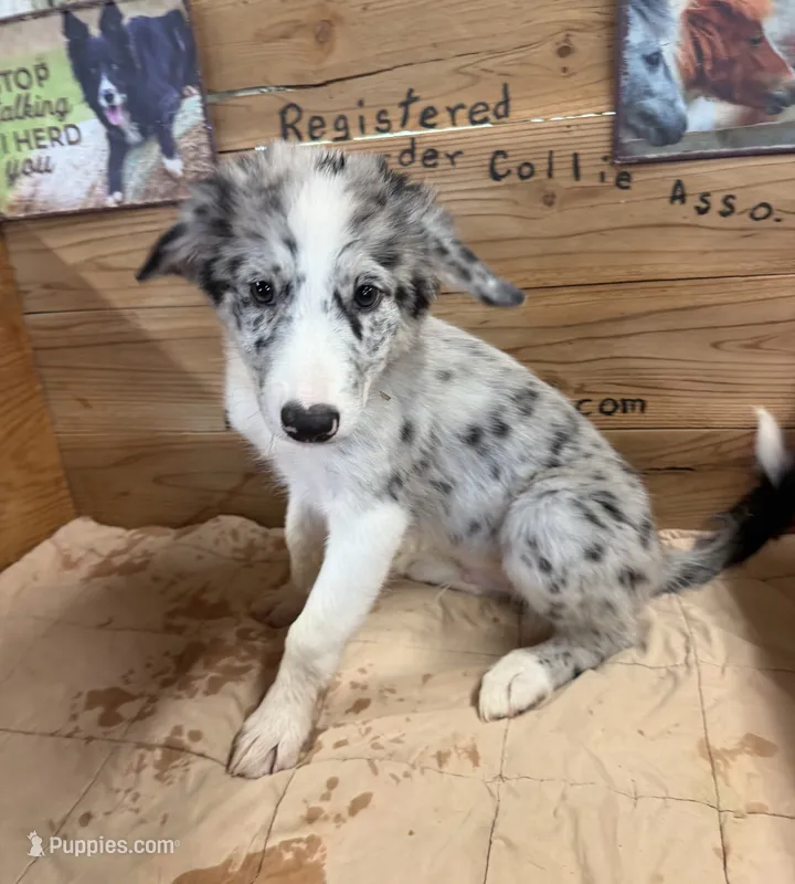 Blue Merle male Star – Border Collie puppy for sale in Saint Hedwig, TX