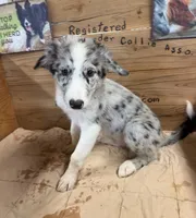 Blue Merle male Star, a male Border Collie for sale in Saint Hedwig, TX – 1 of 4