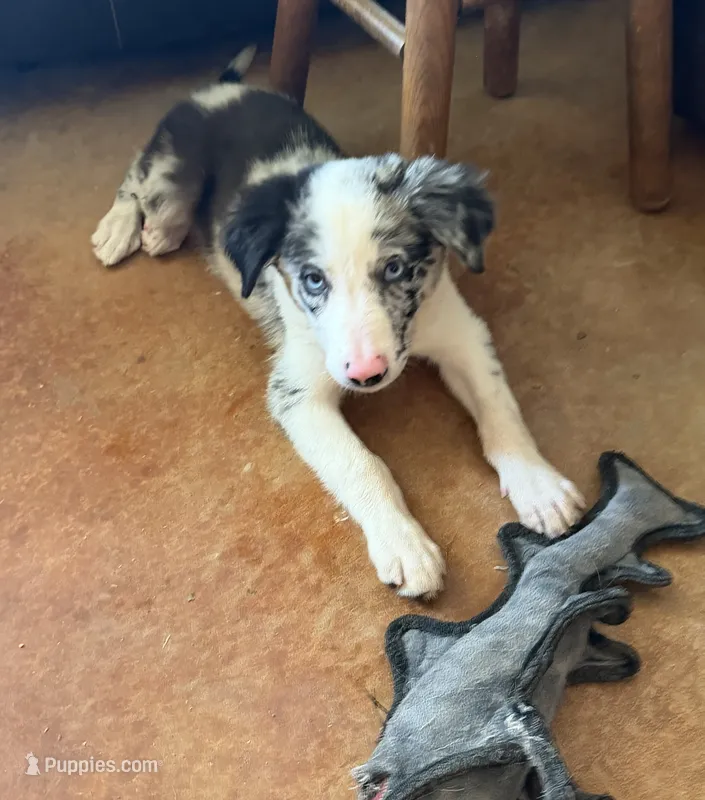 Blue Merle, blue eyed male Bristol – Border Collie puppy for sale in Saint Hedwig, TX