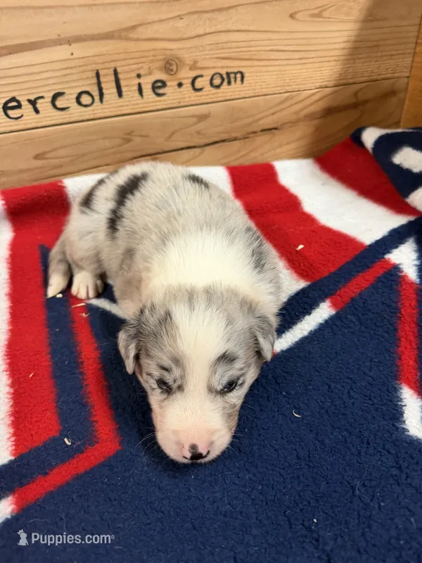 Blue Merle male Star – Border Collie puppy for sale in Saint Hedwig, TX
