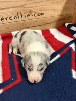 Blue Merle male Star, a male Border Collie for sale in Saint Hedwig, TX – 1 of 2
