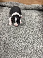 Black and white male Chelsea, a female Border Collie for sale in Saint Hedwig, TX – 2 of 2