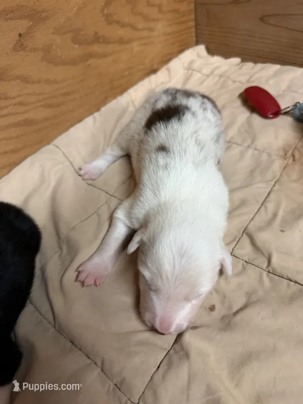 Chocolate Merle male Bristol  – Border Collie puppy for sale in Saint Hedwig, TX
