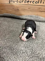 Black and white male Chelsea, a female Border Collie for sale in Saint Hedwig, TX – 2 of 4