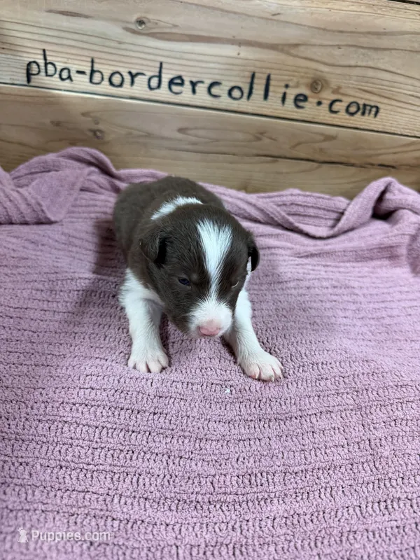 Red and white female Chelsea  – Border Collie puppy for sale in Saint Hedwig, TX