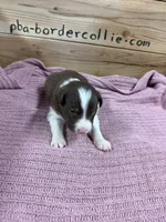 Red and white female Chelsea , a female Border Collie for sale in Saint Hedwig, TX – 1 of 2