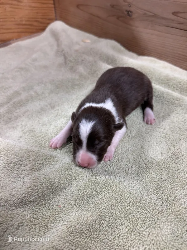 Red and white female Chelsea  – Border Collie puppy for sale in Saint Hedwig, TX