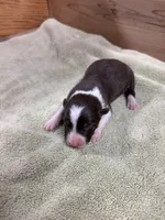 Red and white female Chelsea , a female Border Collie for sale in Saint Hedwig, TX – 2 of 2