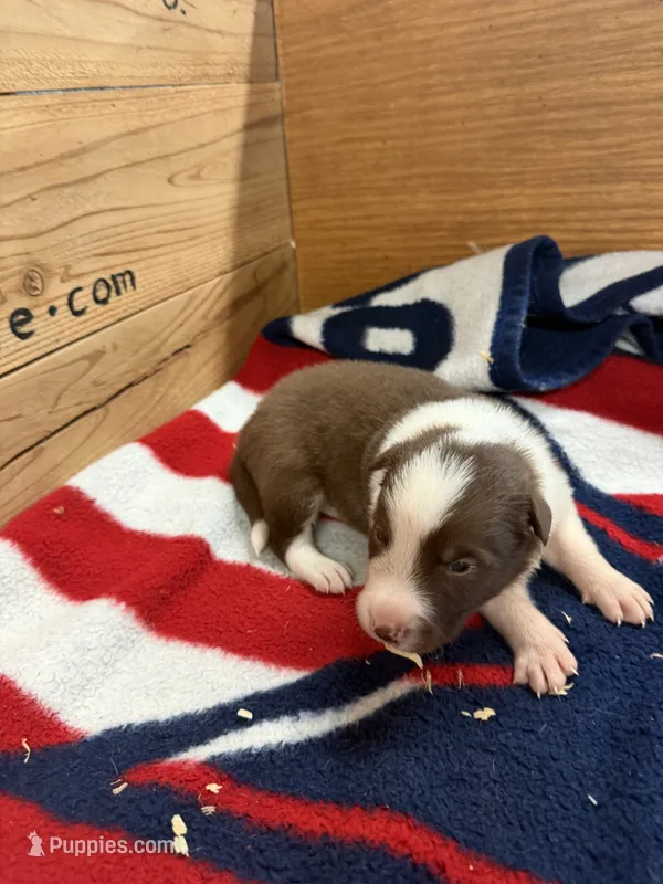 Chocolate and white male Ruby – Border Collie puppy for sale in Saint Hedwig, TX