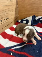 Chocolate and white male Ruby, a male Border Collie for sale in Saint Hedwig, TX – 1 of 1