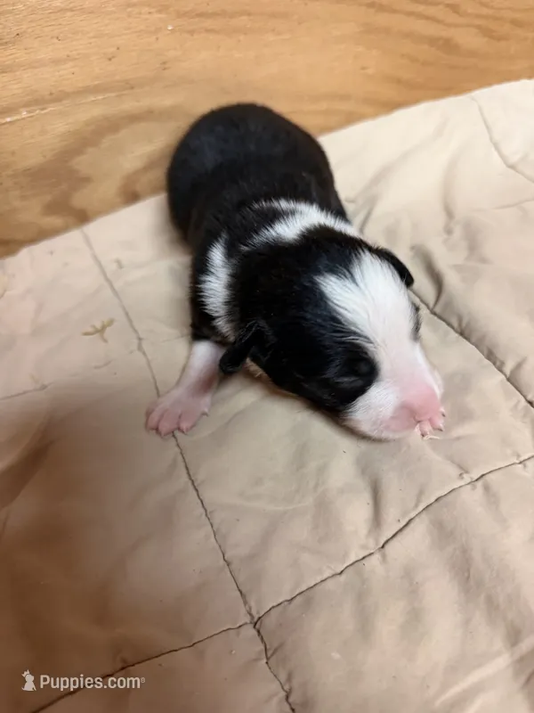 Black male Bristol – Border Collie puppy for sale in Saint Hedwig, TX