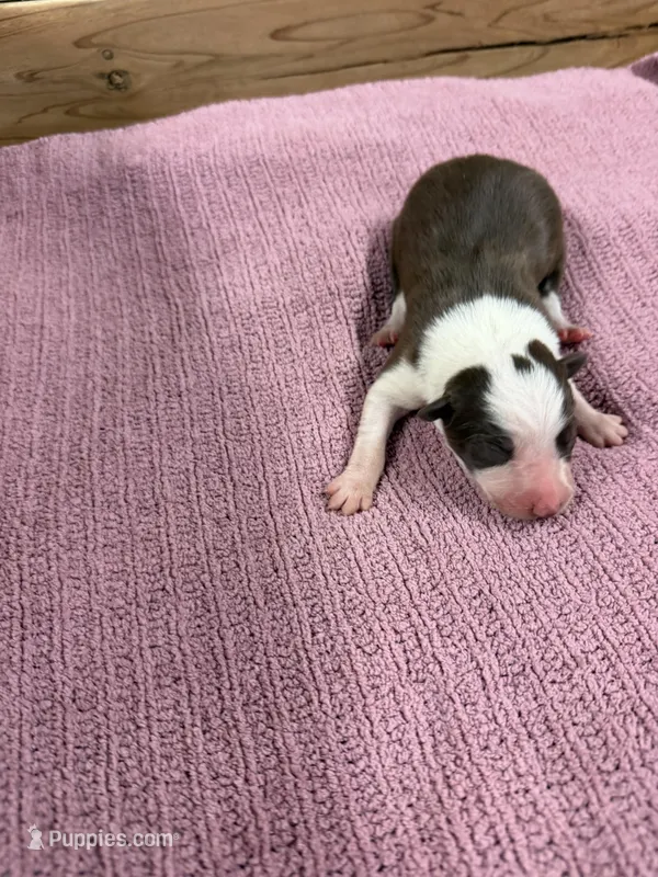 Chocolate and white female Star – Border Collie puppy for sale in Saint Hedwig, TX