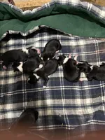 Black and white female chelsea, a male Border Collie for sale in Saint Hedwig, TX – Photo 2 of 2