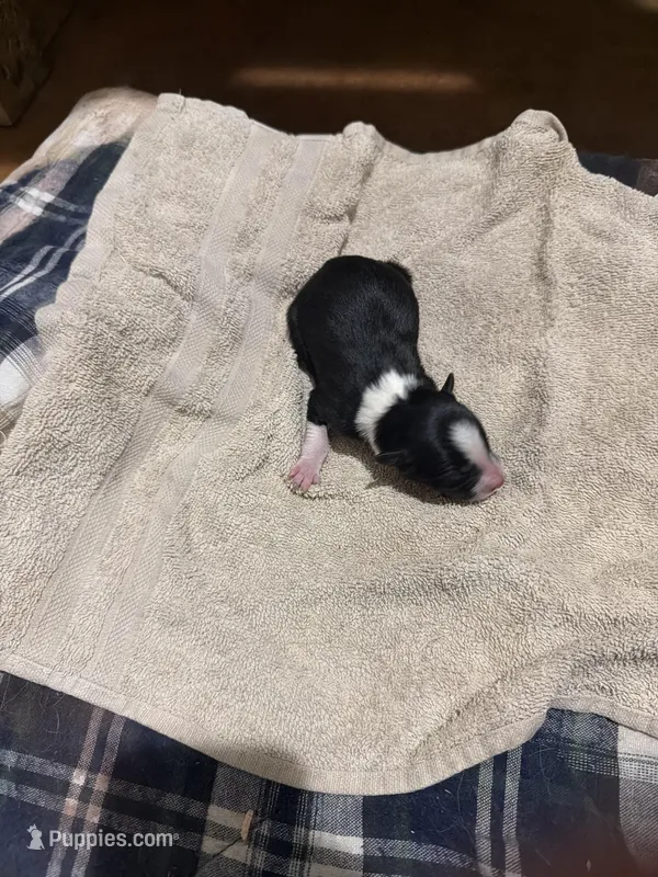 Black and white female chelsea – Border Collie puppy for sale in Saint Hedwig, TX