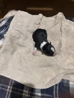 Black and white female chelsea, a male Border Collie for sale in Saint Hedwig, TX – Photo 1 of 2