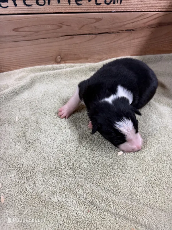 Black male McKenzy – Border Collie puppy for sale in Saint Hedwig, TX