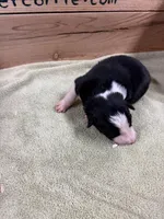 Black male McKenzy, a male Border Collie for sale in Saint Hedwig, TX – 3 of 3