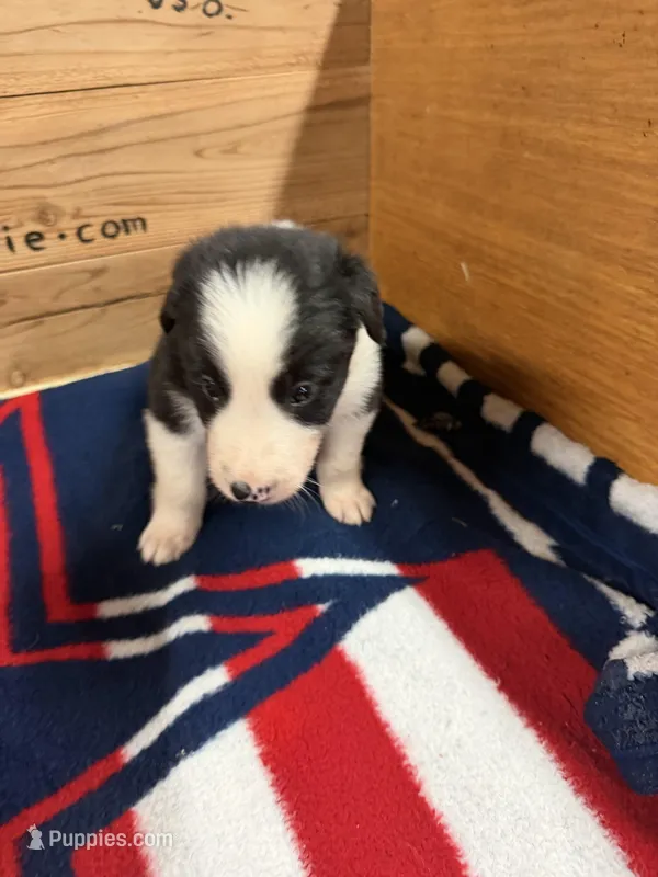 Black male McKenzy – Border Collie puppy for sale in Saint Hedwig, TX