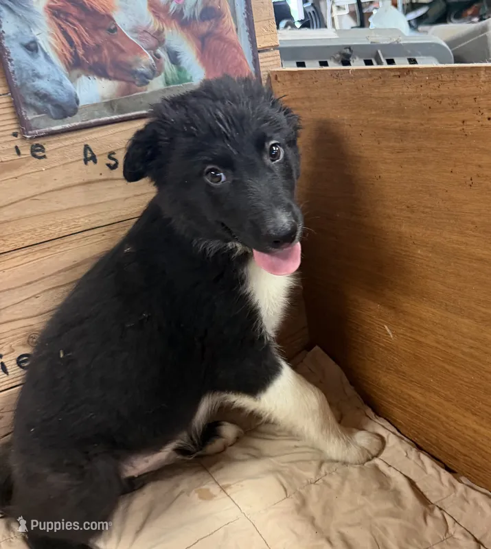 Black and white male Ruby – Border Collie puppy for sale in Saint Hedwig, TX