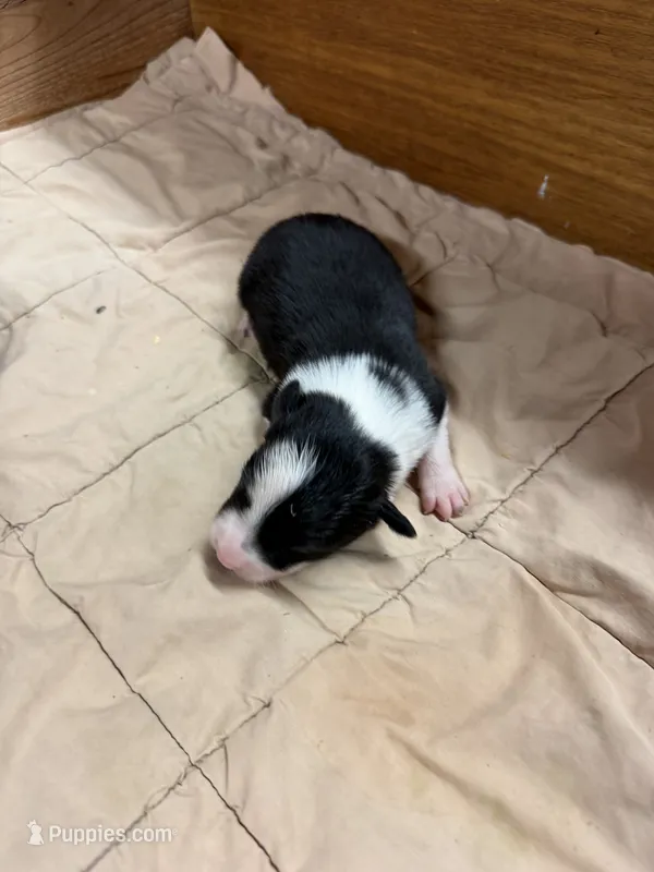 Black female Bristol – Border Collie puppy for sale in Saint Hedwig, TX