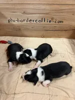 Black female Bristol, a female Border Collie for sale in Saint Hedwig, TX – 2 of 2