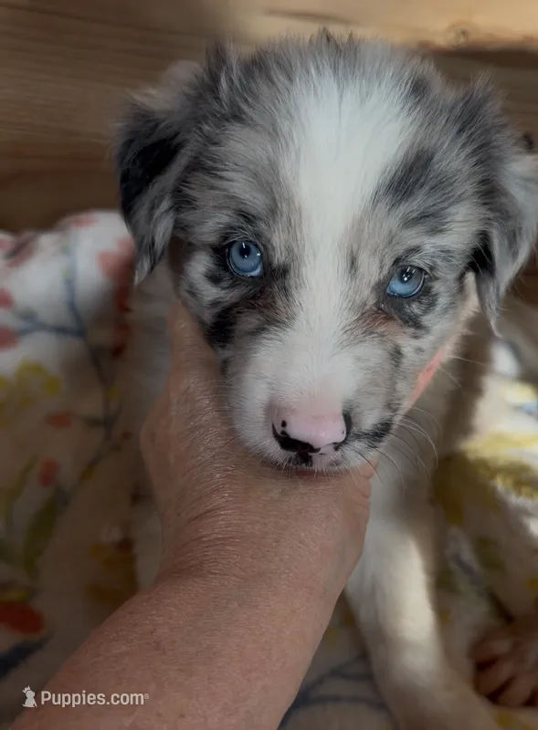 Blue Merle male Ruby – Border Collie puppy for sale in Saint Hedwig, TX