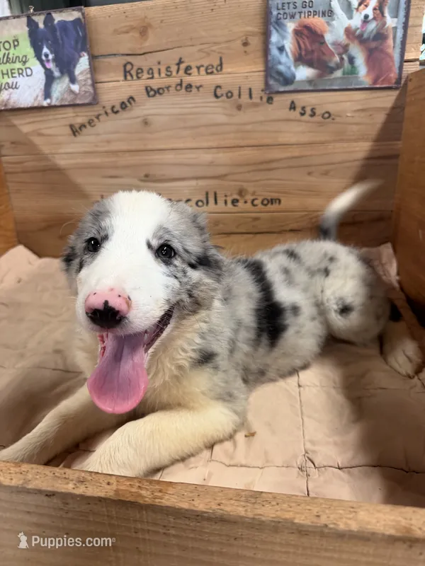 Blue Merle male Ruby – Border Collie puppy for sale in Saint Hedwig, TX