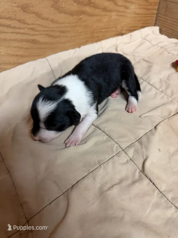 Black female Bristol  – Border Collie puppy for sale in Saint Hedwig, TX