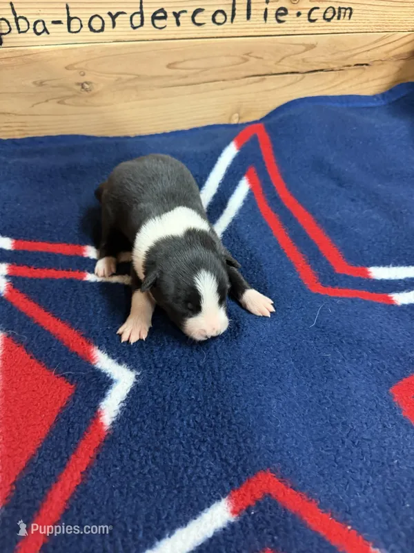 Black Male Mitzie – Border Collie puppy for sale in Saint Hedwig, TX