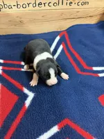 Black Male Mitzie, a male Border Collie for sale in Saint Hedwig, TX – Photo 1 of 2